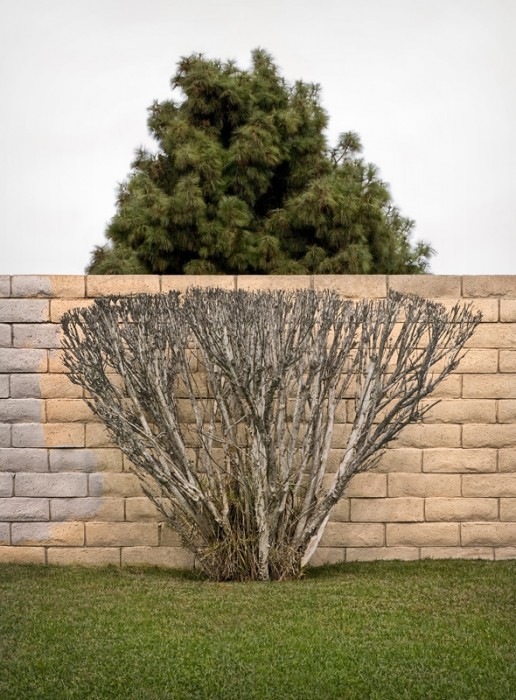 Photography-illusion of tree