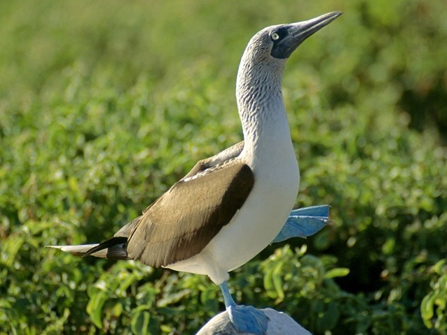 [Blue-Footed-Booby[3].jpg]