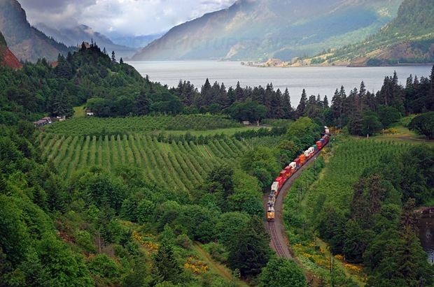 Train pass through a green valley at Ruthton Park, surrounded by lots of poison oak up there. 