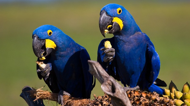 wildlife-photography-of-birds-araras-azuis