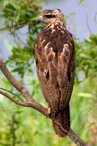 [4-Pray-birds-photography-Gaviao-Caboclo[3].jpg]