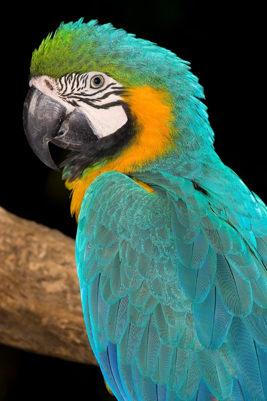 Birds-of-the-world-Arara-Caninde
