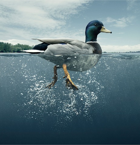 [animal-photography-duck-bird[3].jpg]