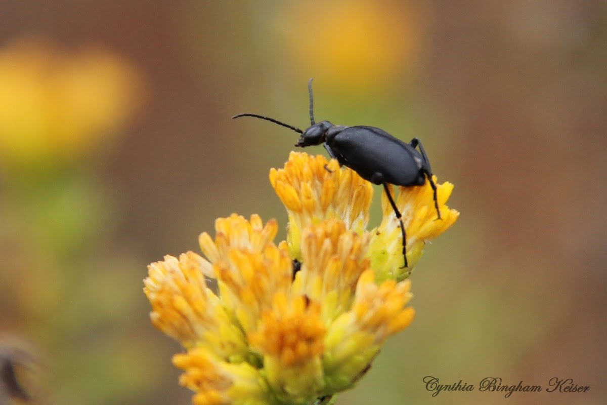 Meloid Beetle
