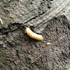 Yellow Garden Slug