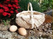 [Egg Gathering Basket Kit2[2].jpg]