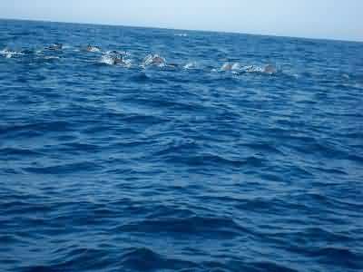dolphins