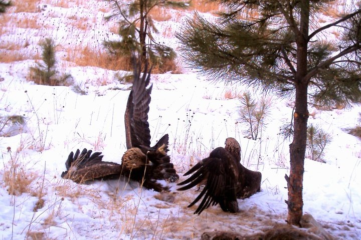 [Golden Eagles Fighting,,,,,,,,by Ron Tietsort[3].jpg]
