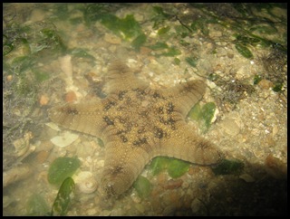IMG_7984 Biscuit Sea Star (Gonodiscaster scaber)