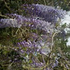 Glicina japonesa o wisteria japonesa