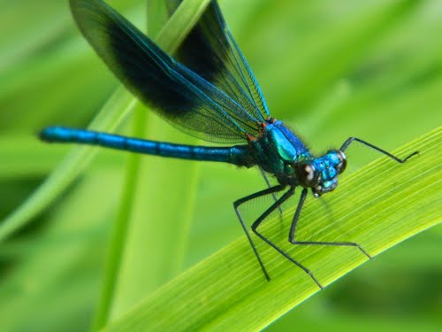 Banded Demoiselle