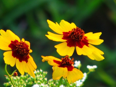 yellowredflowers