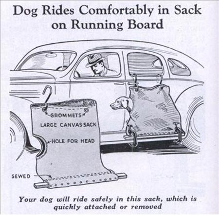 [!safe-dog-rides[3].jpg]