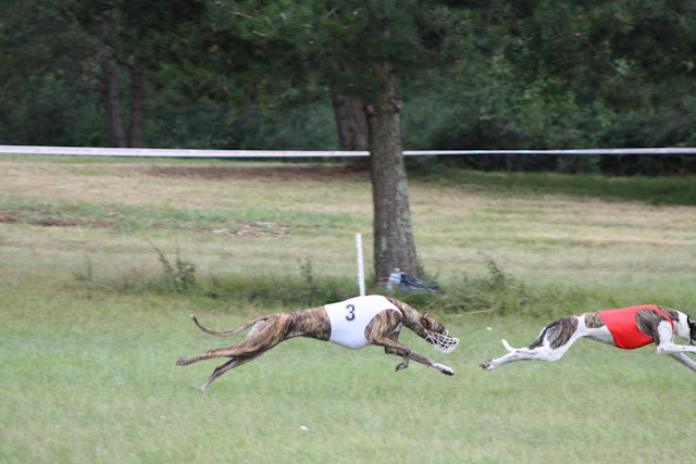 Championnat%20Europe%20Coursing%202010%20193.JPG