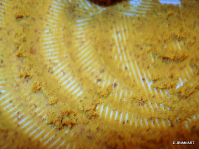 Kitchens India Paste  Butter Chicken Curry on Curry Spice Are Simply Cardamom Seeds   Coriander Seeds   1 2 Green
