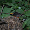 American Robin