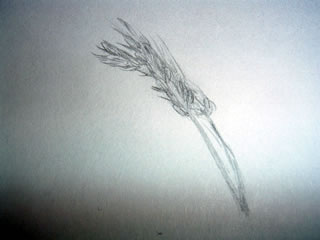 Sketch of stems of wheat