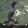 Large Cormorant or Indian Cormorant
