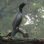 Large Cormorant or Indian Cormorant