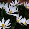 Bloodroot