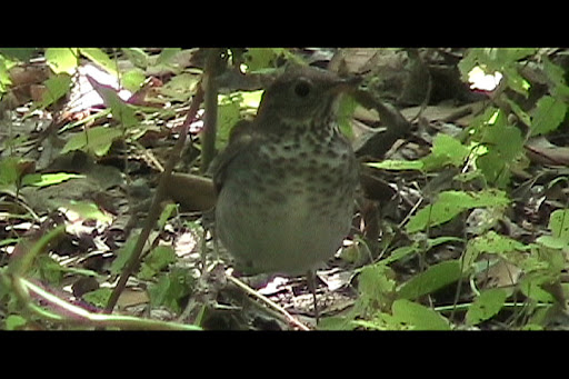 mouth thrush and dry pallet