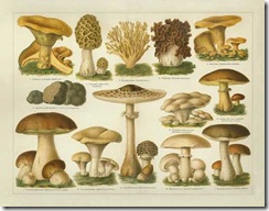 mushroom-plate1