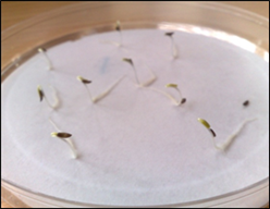 Figure 8 - Seed Germination/Root Elongation Test