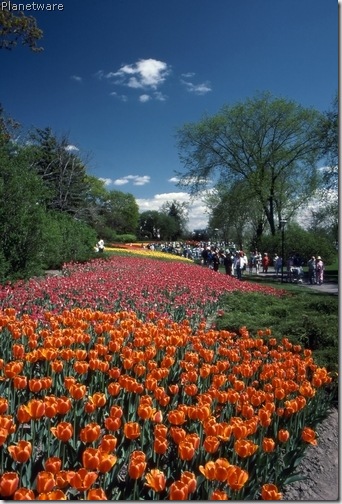 canadian-tulip-festival-ottawa-onot057