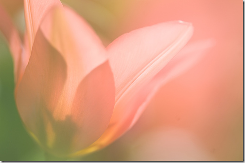 tulip artsy flickr