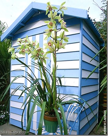 gardening-shed telegraph co uk