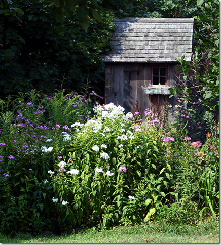 garden shed white flowers flickr