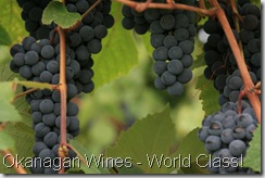 IMG_5101-grapes