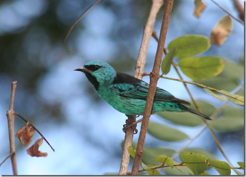 turquoise honeycreeper flickr