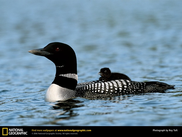 [common-loon national geographic.jpg]