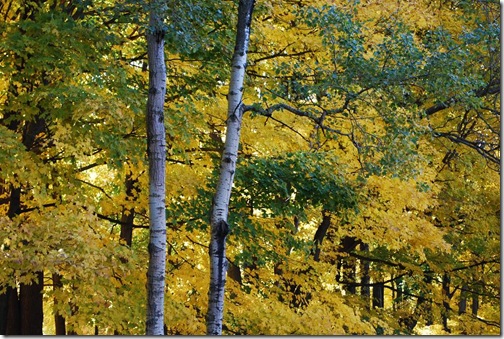 RS birch and yellow trees