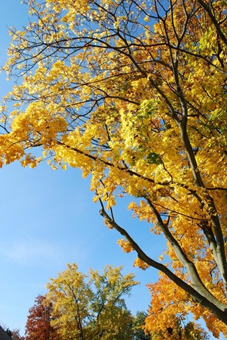[RS yellow tree sky[3].jpg]