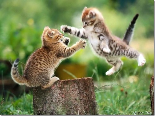 funny-cat-fight