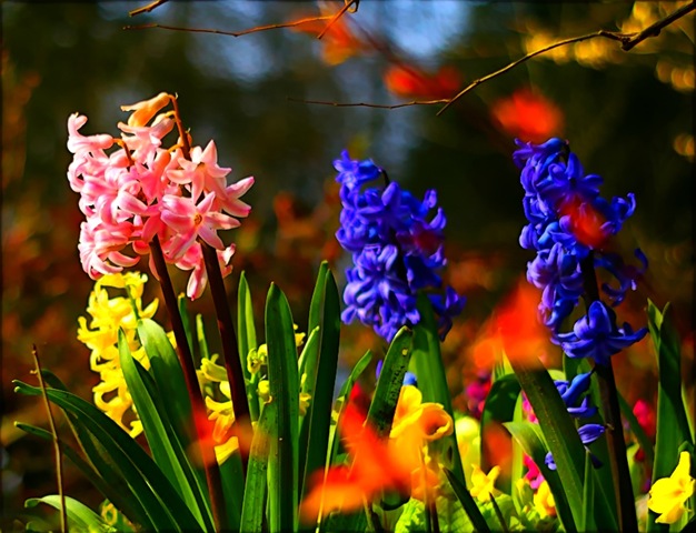 [hyacinths flickr[6].jpg]