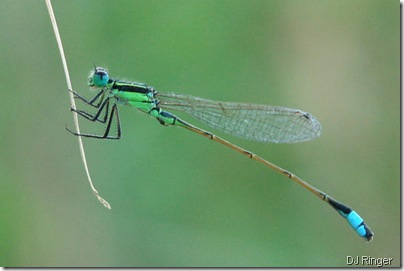 blue-green-damselfly dj ringer