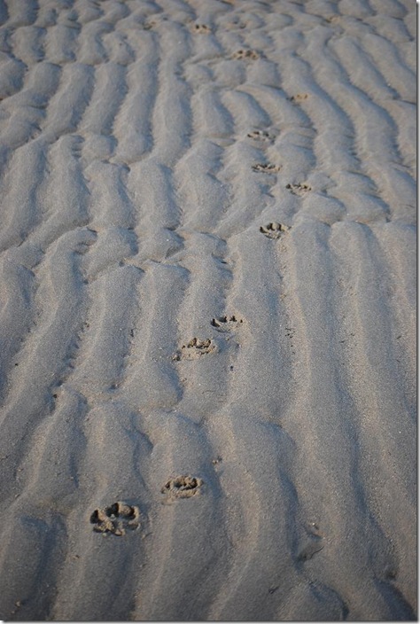 paws in sand 3 RS