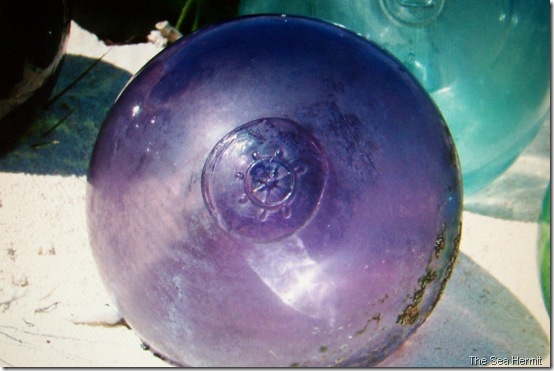 The Ship's Wheel with dried debris sea hermit