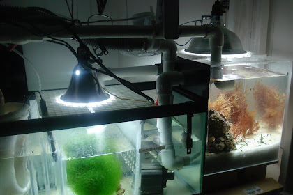 Diy Freshwater Aquarium Sump : for those who have built their own sump...help please ... / Overhead sump filter is an easy to build diy project that you can do at home.
