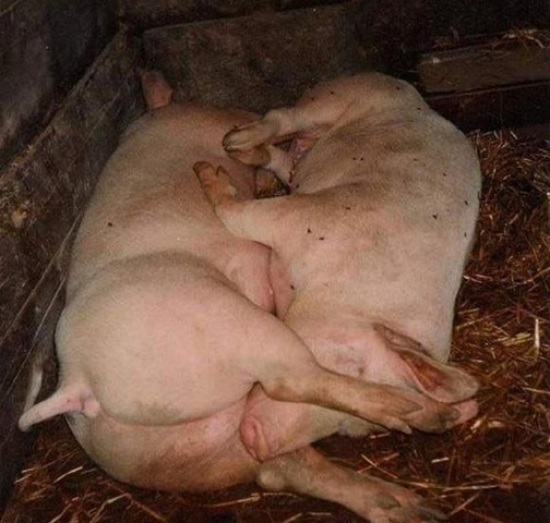 [seus_porcos_8561[2].jpg]