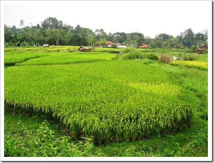 chiang-mai-paddy-fields