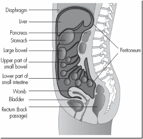 Peritoneal mesothelioma | Side view of the abdomen. The peritoneum 
is shown as the thick line surrounding the abdominal organs | 
mesotheliomadiagnosisguide