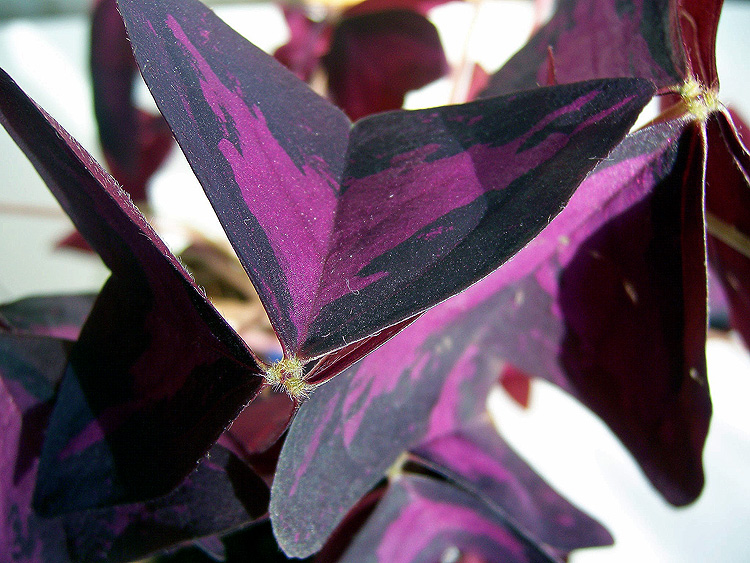 Цветок похож на крылья бабочки. Оксалис версиколор. Кислица треугольная. Болезни кислицы фиолетовой. Комнатное растение с сиреневыми листьями.