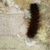 Unknown Arctiidae caterpillar