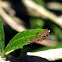 Leaf-footed Stink Bug Nymph