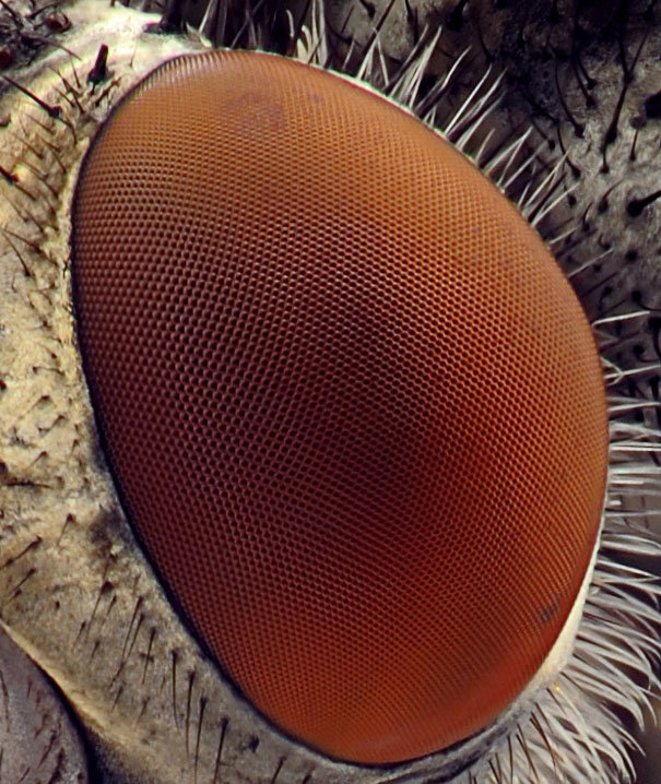  20-Incredible-Eye-Macros-fly4.jpg