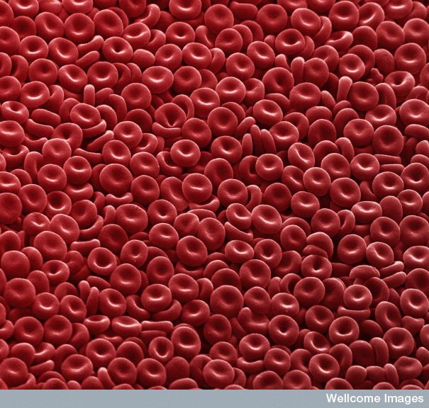 Looking-at-the-World-through-a-Microscope-red-blood-cells.jpg